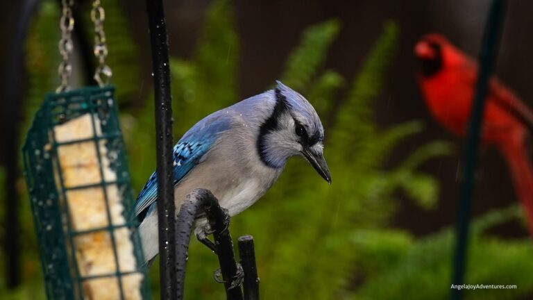 cardinal and bluejay eating DIY Homemade Suet Recipe