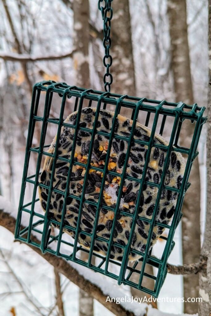 homemade suet in a cage for feeding chickadees and woodpeckers