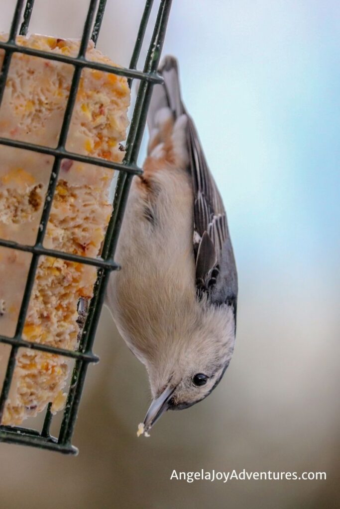 Nuthatch eating homemade suet