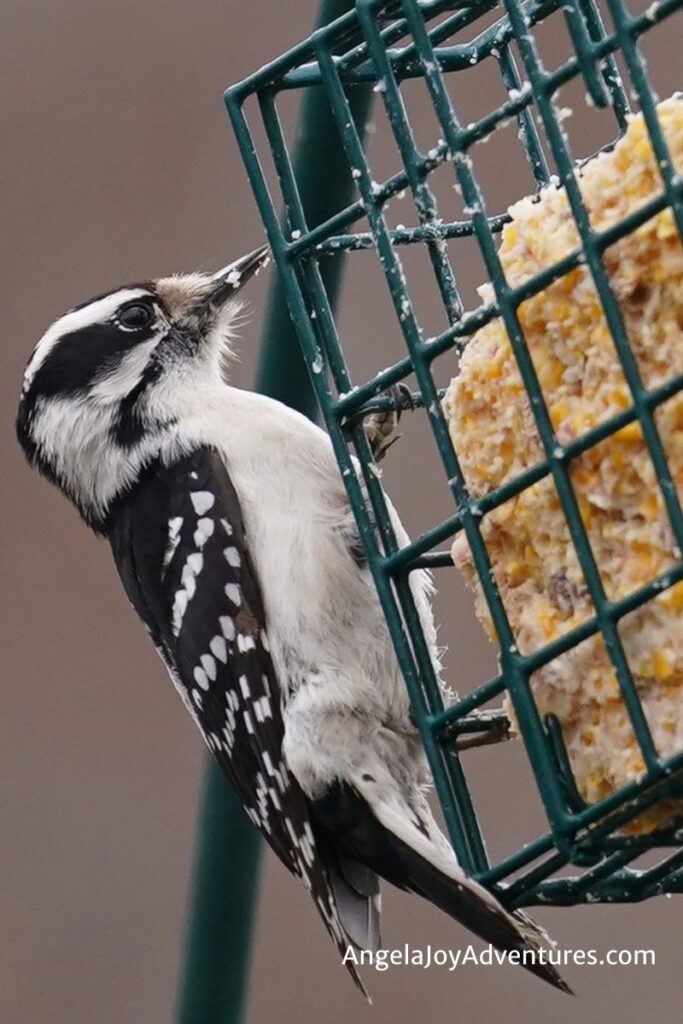woodpecker eating homemade suet