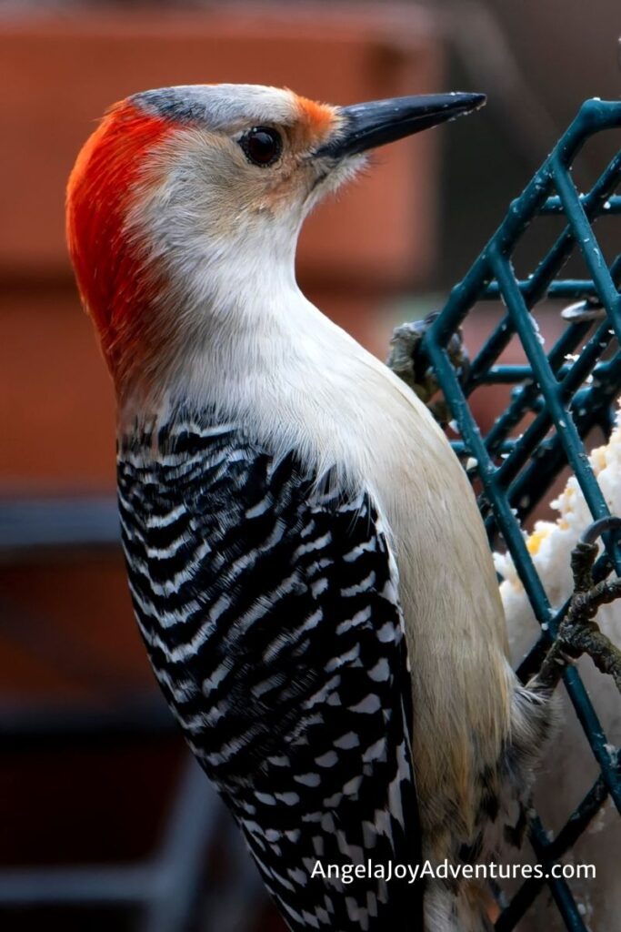 woodpecker eating homemade suet